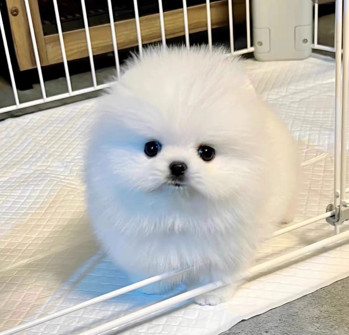 狗舍直销批发价格出售博美犬